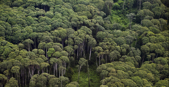 Hutan heterogen 