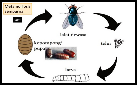 35+ Siklus kehidupan hewan nyamuk information